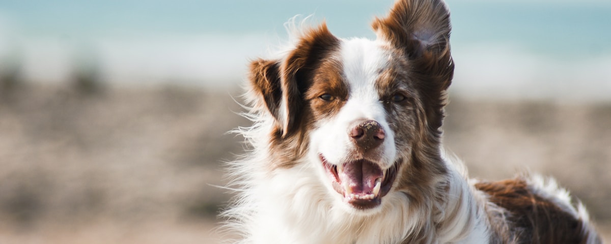 Pet-Friendly Rentals in Aberdeen: How to Find One